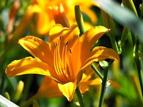 2 Yellow Lily Bulbs- Stargazer Lily Bulbs Top Grade Perennial Bulbs- Oriental Lily - Fall Planting