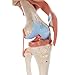 3B Scientific A82/1 Deluxe Functional Knee Joint - 3B Smart Anatomy