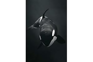 Orca Notebook: Beautiful Orca Journal Diary Size 6"x 9", 120 College Ruled Pages, Amazing Gift