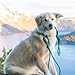 Favofit Ultra Sturdy Locking Carabiner Clips, 12KN (2697 lbs Each) Heavy Duty Caribeaners for Camping, Hiking, Outdoor & Gym etc, Small Carabiners for Dog Leash & Harness, Not for Climbing