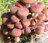 Seeds and Things 10 Grams(pholiota Aegerita), Approximately 1,000 Inert Carrier Seeds Coated with the (Pholiota Aegerita)mushroom Spore Poplar See Picture and Product Description
