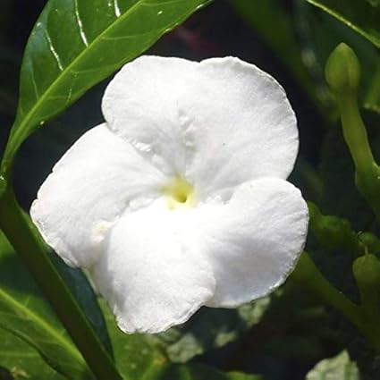 Indian Gardens - Nanthiyavattai Moon/Jasmine/Layer Live Plant/Indoor/Outdoor Plant with Pot
