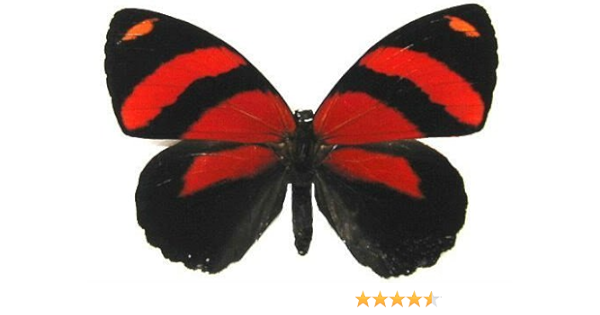 Amazon Com Framed Crimson Callicore Red Butterfly Riker Mount 4 X 3 Hanger On Back Prints Posters Prints