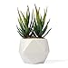 Bornbridge Artificial Succulent - Fake Succulent in Planter - Faux Succulent with Ceramic Geometric Planter - Artificial Potted Plant (1 Pack, Aloe)
