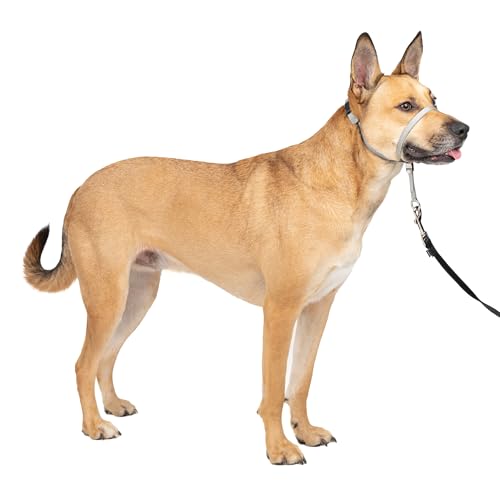 PetSafe Gentle Leader halster, anti-trekken hondenhalsband - Perfect voor riem- en harnastraining - Voorkomt dat huisdieren trekken en stikken tijdens wandelingen - maat M, zilver