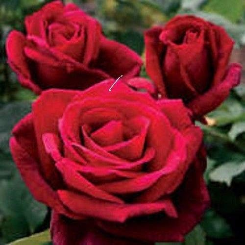 Go Garden 20 Monsieur Lincoln Rose Seeds Usa Ships Kostenlos Amazon De Garten