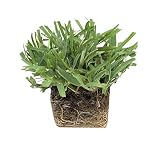 Palmetto St. Augustine Grass Plugs / Box of 72