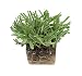 Palmetto St. Augustine Grass Plugs / Box of 72