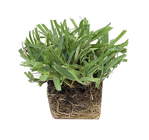 Palmetto St. Augustine Grass Plugs / Box of 72