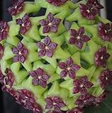 Hoya Samen - 600 Stück Porzellanblume Mehrjährig & Winterhart