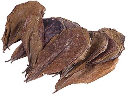 YUYUE 20Pc Catappa Leaves Almond Tree Aquarium Clean Tool Terminalia Leaf About 50-60g