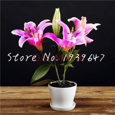TOMHY 24 Colors Mini Lily Bonsai 100pcs Perfume Lily Bonsai (not Lily Bulbs) Bonsai Flower Plant for Home : 20