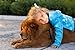 PET RELIEF Boost Dog Immune System, Natural Cough Medicine & Immune Supplements For Dogs,! 30ml Kennel Cough Or Illness, Dog immune Booster, No Side Effects! Made In USA