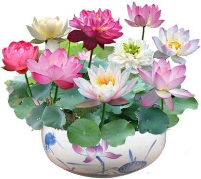 Bee Garden Rainbow Lotus Flower Seeds 30pcs Organic Water Lilies Lotus Bowl Aquatic Plants Flower Easy to Grow Seeds for Planting Pond Indoor Outdoor Decor And Also Cocopeat FREE Seed (30 per packet)