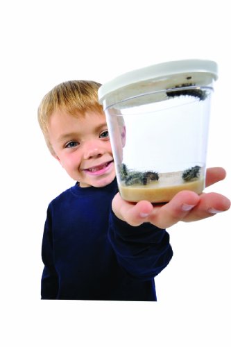 Insect Lore Cup of Caterpillars