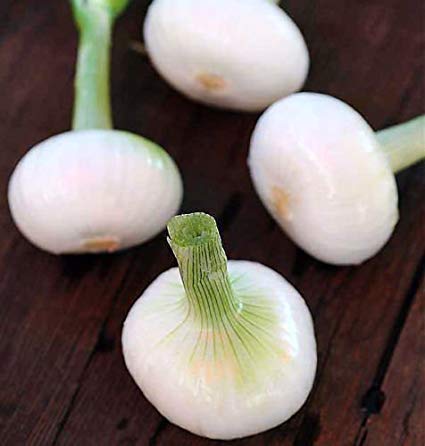 Creative Farmer Vegetable Seeds Onion Seeds For Garden Seeds - Onion White Seeds Seeds For Grow Bag Home Garden Seeds