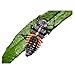 Insect Lore Ladybug Larvae Live Refill, Brown