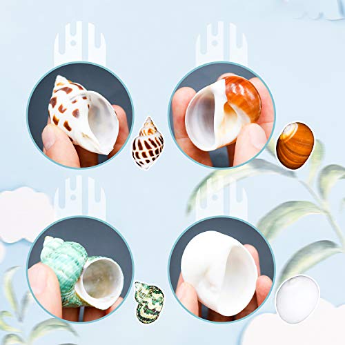Hermit Crab Shells/Turbo Shells/15Pcs Assorted Turbo Shells and 1Pcs Natural Coconut Hide Reptile Hideouts/Seashell Opening Size 0.78\