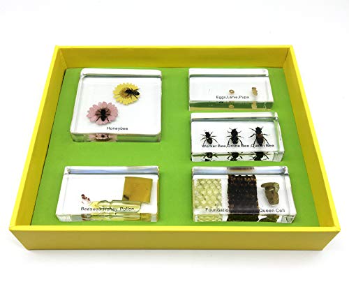3 Lifecycle+Acrylic+Classroom+Specimens+Education