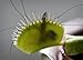 Venus Fly Trap Plant - Carnivorous - 3