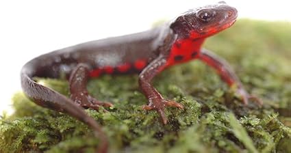 アカハライモリ 1匹 生体 オリジナル 観賞魚 水中生物 通販 Amazon