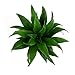 Burpee's Dracaena 'Janet Craig' | Indirect Medium Light, Easy Care House Plant | 4