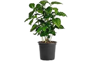 American Plant Exchange Arabica Coffee Real Live Plant, 6" Pot, Flowering Indoor Outdoor Air Purifier, Green Rippled Leaves