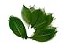 NAVA CHIANGMAI Rubber Tree Leaves - Pack of 100 Skeleton Leaves Decorative DIY Craft, Artificial Leaves Craft Card Scrapbook DIY Handmade Embellishment Decoration Art (Green)