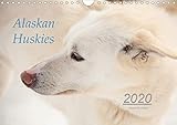 Alaskan Huskies (Wandkalender 2020 DIN A4 quer): Alaskan Huskies auf einer Hundeschlittenfarm im Nor by