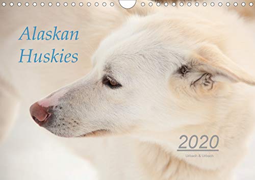 Alaskan Huskies (Wandkalender 2020 DIN A4 quer): Alaskan Huskies auf einer Hundeschlittenfarm im Nor by
