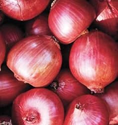 Large Italian Onion Ramata di Milano Rossa Around