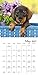 Shake Cats 2018 Calendar