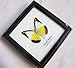 FRAMED REAL BEAUTIFUL CHOCOLATE ALBATROSS BUTTERFLY DISPLAY INSECT TAXIDERMY 5