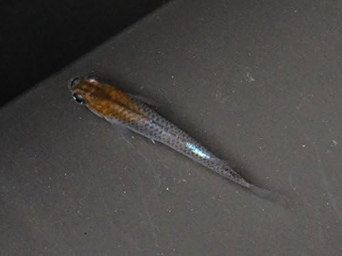 Amazon 黒黄幹之 こくおうみゆき めだか 未選別 稚魚 Ss Sサイズ 10匹セット カブキ 黄みゆき 生体 めだか物語 観賞魚 水中生物 通販