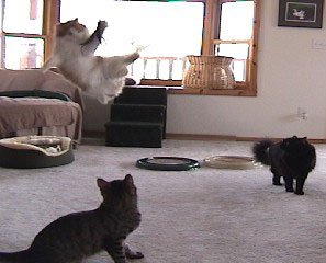 GoCat Da Bird Rod and Feather Cat Toys, Assorted Colors