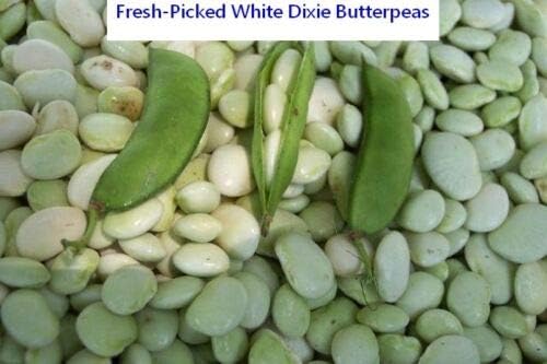 White Dixie Butter Pea Seed - Bush Lima Bean Butterpea Seeds (½oz to 1 LB)