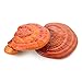 Grow Your Own Mushrooms Kit – Colonized Reishi Mushrooms – up to 4 lbsthumb 2