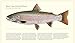 Trout of North America Wall Calendar 2018