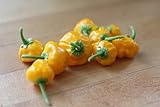 Jamaican Hot Yellow Scotch Bonnet Pepper 4 Plants