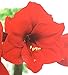 Holiday Time Indoor Growing Kit - Amaryllis 'Red Lion'