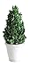 Preserved Boxwood Cone Shaped Topiary in Clay Pot