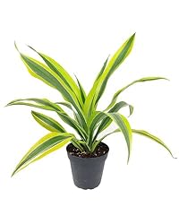 Dracaena Lemon Lime