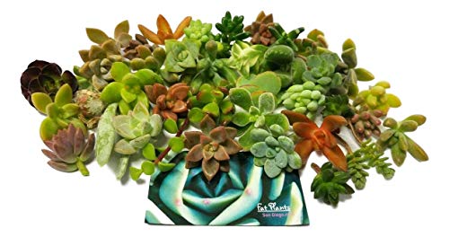 Fat Plants San Diego Miniature Fairy Garden Succulent Cuttings