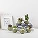 T4U Small Green Ceramic Succulent Planter Pots with Drainage Hole Set of 6, Spring Glaze Porcelain Handicraft Plant Holder as Gift for Mom Sister Daughter for Home Office Garden Desktop Decoration