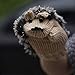 Pusheng Women Winter Cartoon Gloves Thick Knit Hottest Hedgehog Mittens (Beige)