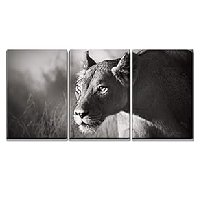Lioness Stalking In The Kalahari Desert - 3 Panel Canvas Art