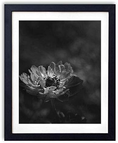 Amazon Co Jp 木製フォトフレーム 写真フレーム 木製の枠 30cmx40cm アネモネ花赤い花びら茎 白黒の装飾画 壁掛け 壁飾り 壁ポスター おしゃれ ウォールアート アートパネル 壁の絵 インテリア絵画 額縁 部屋飾り 黒額縁が飾っている 壁画 ホーム キッチン
