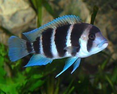 live freshwater fish