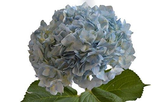 Farm2Door Valentine's Day Collection Fresh Blue Hydrangeas, 15 Count