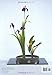 Ikebana: The Art of Arranging Flowers